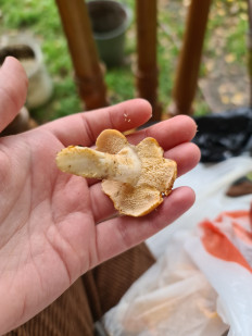 Гриб из Екатеринбург