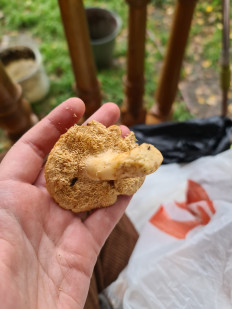 Гриб из Екатеринбург