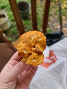 Гриб из Екатеринбург