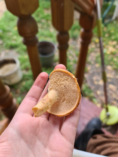 Гриб из Екатеринбург