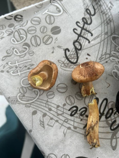 Гриб из Тула