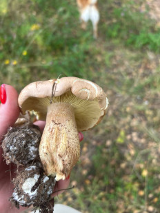 Гриб из Тула