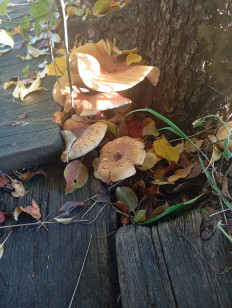 Гриб из с.Онгудай, республика Алтай