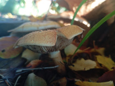 Гриб из с.Онгудай, республика Алтай