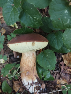 Польский гриб