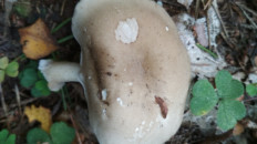 Гриб из Москва