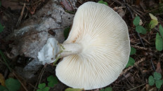 Гриб из Москва