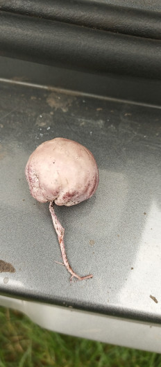 Гриб из Воронеж