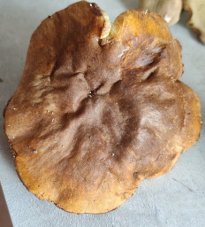 Гриб из Павловский Посад