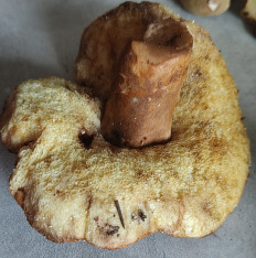 Гриб из Павловский Посад