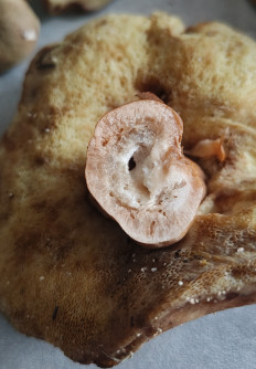 Гриб из Павловский Посад