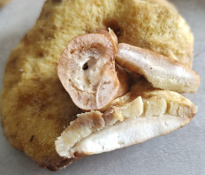 Гриб из Павловский Посад