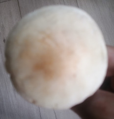 Гриб из Санкт-Петербург