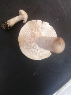 Гриб из Санкт-Петербург