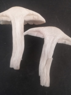 Гриб из Санкт-Петербург