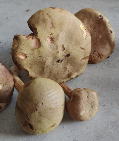 Гриб из Павловский Посад