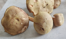 Гриб из Павловский Посад