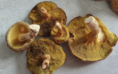 Гриб из Павловский Посад