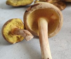 Гриб из Павловский Посад