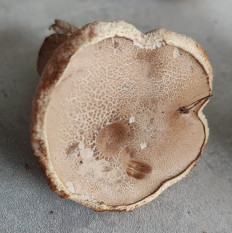 Tylopilus felleus - Жёлчный гриб