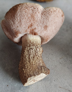 Tylopilus felleus - Жёлчный гриб