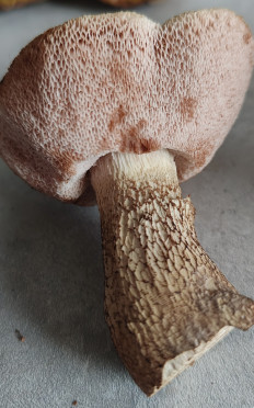 Tylopilus felleus - Жёлчный гриб