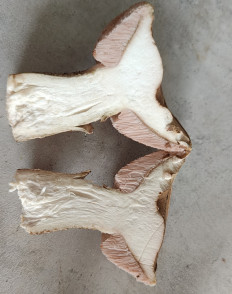 Tylopilus felleus - Жёлчный гриб