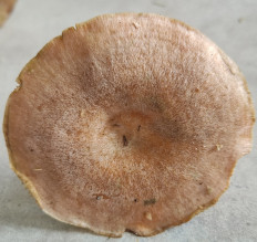 Lactarius deterrimus - Рыжик еловый