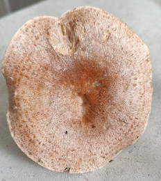 Lactarius deterrimus - Рыжик еловый