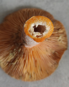 Lactarius deterrimus - Рыжик еловый