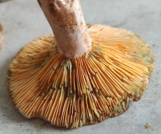 Lactarius deterrimus - Рыжик еловый