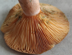 Lactarius deterrimus - Рыжик еловый