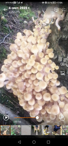 Гриб из Санкт-Петербург