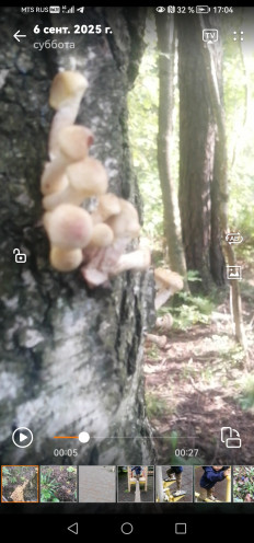 Гриб из Санкт-Петербург