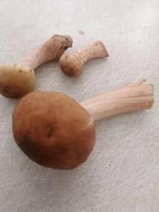 Гриб из Санкт-Петербург