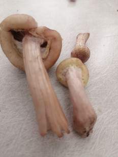 Гриб из Санкт-Петербург