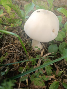 Гриб из Санкт-Петербург