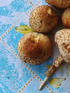 Гриб из г. Минск, Минская область