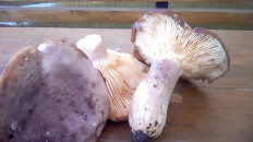 Гриб из Уфа (Башкортостан)