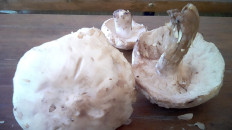 Гриб из Уфа (Башкортостан)