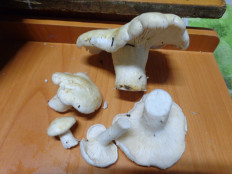 Гриб из г. Тольятти