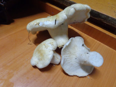 Гриб из г. Тольятти