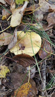 Гриб из Кемерово