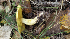 Гриб из Кемерово