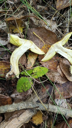 Гриб из Кемерово