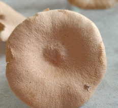 Гриб из Павловский Посад