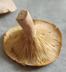 Гриб из Павловский Посад