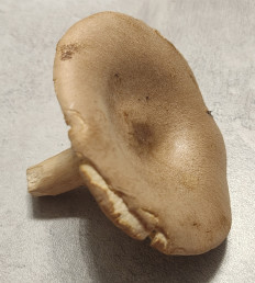 Гриб из Павловский Посад