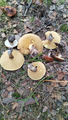 Suillus luteus - Маслёнок настоящий