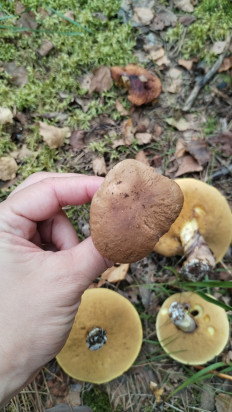 Suillus luteus - Маслёнок настоящий